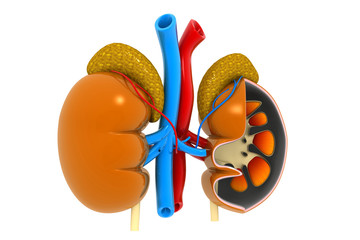 kidney cross section