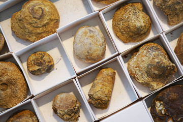 ammonites fossil collection texture