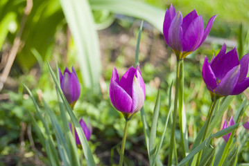 Miniature pointed tulips of purple flowers bloom in the garden in the spring.