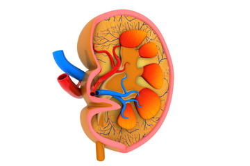 kidney cross section