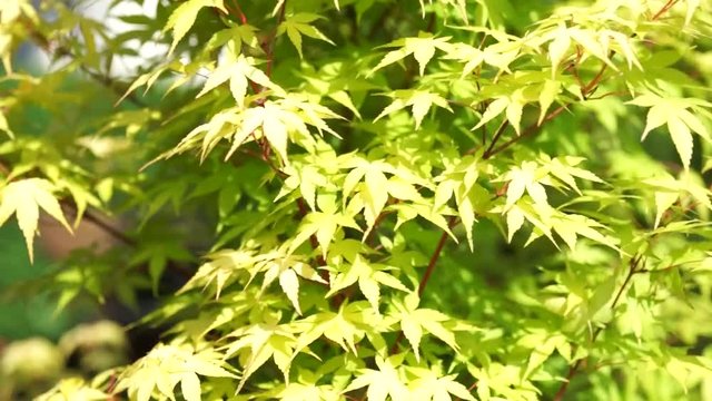 Green leaves of the maple tree in the wind