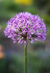Purple allium blossom