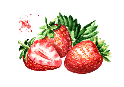 Ripe berries strawberry. Watercolor hand drawn illustration  isolated on white background