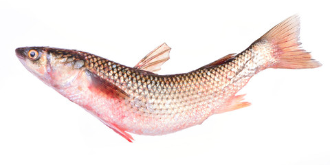 Mullet fish