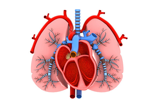 Lungs And Heart Images – Browse 57,315 Stock Photos, Vectors, and Video |  Adobe Stock