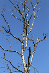 Fototapeta na wymiar Old birch on the sky background
