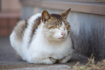 佐柳島の猫