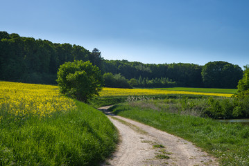 Frühling Spaziergang Felder