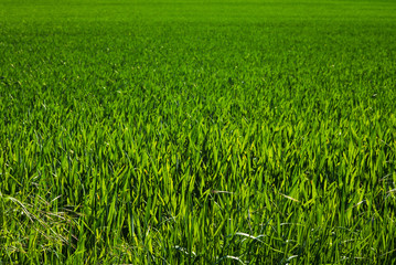 Frühling Spaziergang Felder