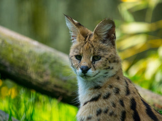 Serval