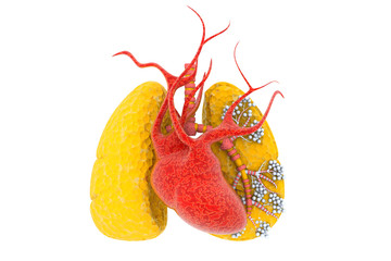 Human heart and lungs