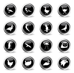 birds icon set