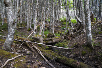 Punta Arenas Chile forest during our hiking