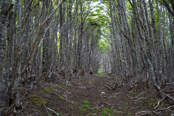Punta Arenas Chile forest during our hiking