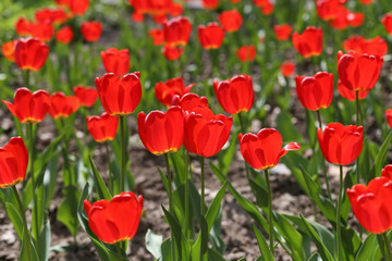 field of red tulips in spring close-up