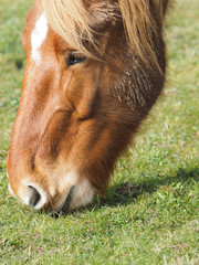 Grazing Horse