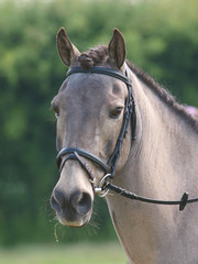 Naklejka premium Horse In Bridle Headshot
