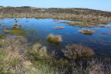 landscape dunes with lake, national park kennemerland, in the Netherland, during spring