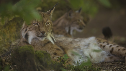 Obraz premium Portrait of Eurasian lynx pair having rest on forest ground in nature habitat, green leaves in foreground / background. Close up wildlife creative blurred bokeh scene at hot summer time. Warm season.