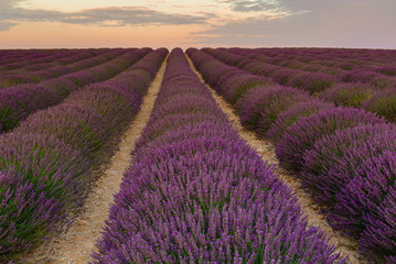Fototapeta na wymiar Lavender field on sunrise, Valensole Plateau, France