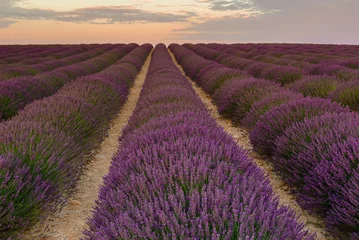 Crédence de cuisine en verre imprimé Campagne Lavender field on sunrise, Valensole Plateau, France