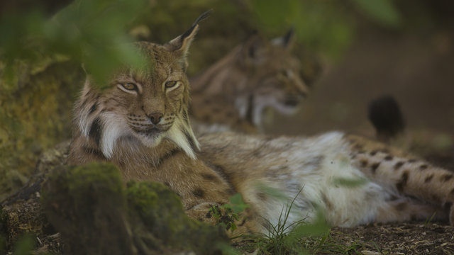 Portrait of Eurasian lynx pair having rest on forest ground in nature habitat, green leaves in foreground / background. Close up wildlife creative blurred bokeh scene at hot summer time. Warm season.
