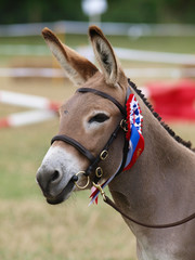 Fototapeta premium Winning Donkey