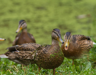 Wild ducks are walking in nature