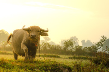 Buffalo in the farm with lighting in morning time.