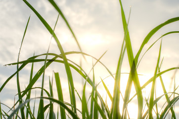Fototapeta premium field of grass and sun in morning time.
