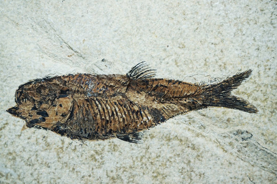 nice fish fossil
