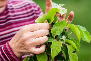 Gardener is taking care of  young apple tree. Care  for plants_