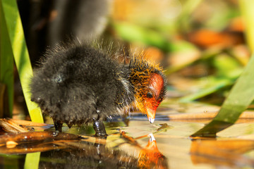 Freshly hatched chick of American coot looks at its reflection on the surface of the lake. Fulica...