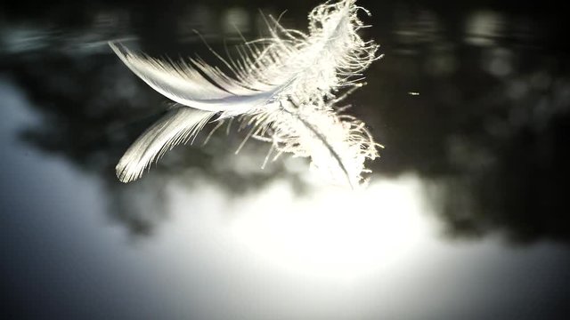 The bird fluff fell beautifully on the surface of the water. The bird's feather easily falls into the lake. Ease and calmness of movement. Beautiful relaxing sunset.
