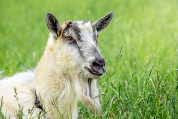 Fototapeta premium Portrait of white goat against green grass background. Domestic animals in pasture_