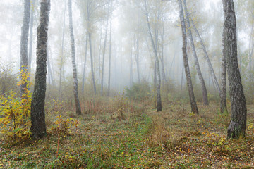 Fototapeta premium Misty morning in the woods in the fall. Morning, autumn. Birch grove near the city.