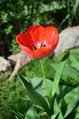 red tulip with matutinal dew / photography with scene of the red tulip with droplet matutinal dew
