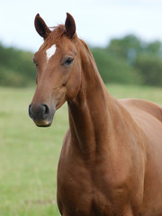 Obraz premium Chestnut Horse Head Shot