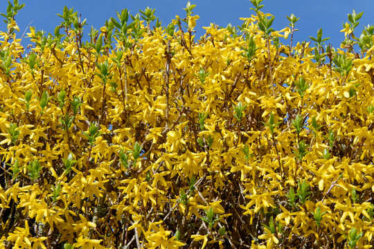 Forsythien