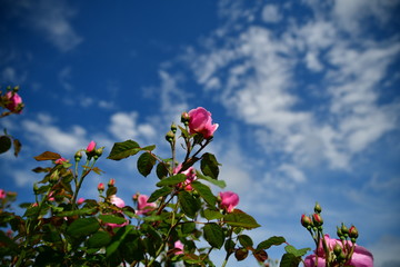 バラ、青空、ガーデニングイメージ素材、これから満開の庭の薔薇