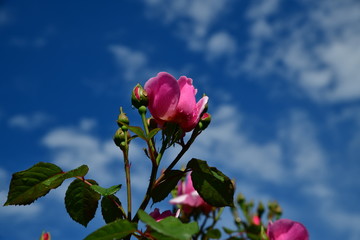 バラ、ガーデニングイメージ素材、満開の庭の薔薇