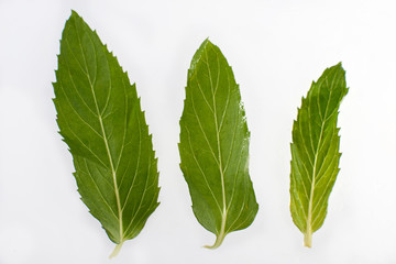 fruits, vitamins, natural, fresh products, oranges, KIWI, summer juice, lime, mint, drink, lemonade