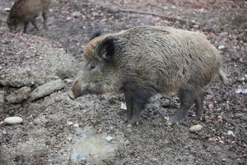 Wild Boar (Sus Scrofa) in the Forest. Germany