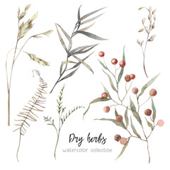 Watercolor dry herbs set. Hand painted botanical elements: plants, grass, berries, fern, leaves. Natural objects isolated on white background