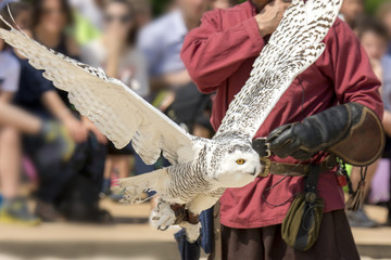 Fototapeta premium Snowy owl during a birds of prey show in Italy