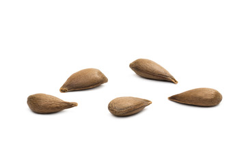 Close up of five apple seeds on white background