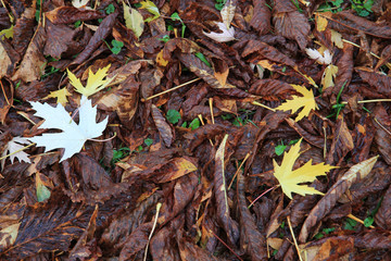 color autumn leaves