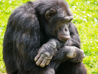Chimpanzé à dos argenté