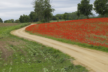 Wavy road near blooming red poppies