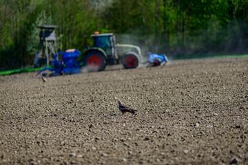 A red kite looking for food on a dry field